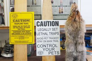 Warning signs for pet owners in the vicinity of trap lines and a coyote fur.